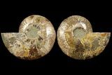 Cut & Polished Ammonite Fossil - Deep Crystal Pockets #94197-1